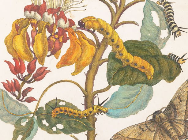 Yellow caterpillars crawl on green leaves near red and yellow flowers, with part of a brown moth visible in the corner.