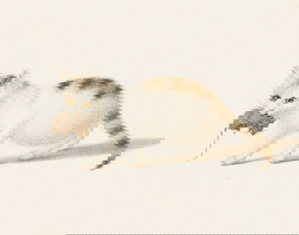 White cat with brown spots and yellow eyes carries a mouse in its mouth while crouching on a plain background.