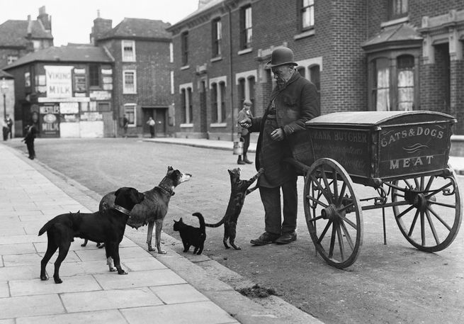 Street vendor in bowler hat standing beside two-wheeled cart labeled surrounded by four attentive dogs on urban residential street.
